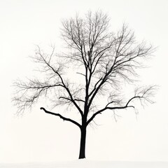 Obraz premium Silhouette of a bare, leafless tree against a white background.