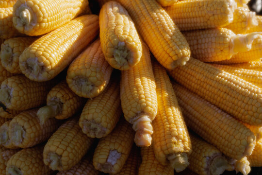 boiled corn