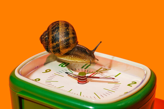 land snail crawling by an alarm clock