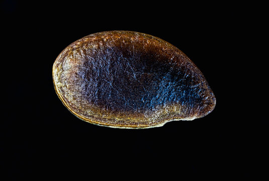 garden lobelia (Lobelia erinus) seed micrograph