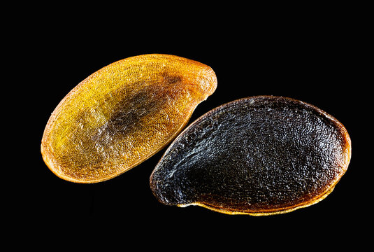 garden lobelia (Lobelia erinus) seed micrograph