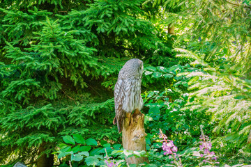 Great grey owl perching on a tree stump in lush forest