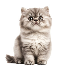 Adorable fluffy kitten sitting on white background