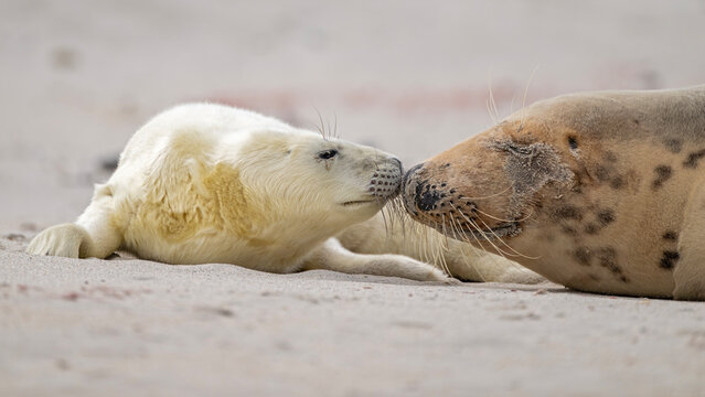 Kegelrobbenmutter schmust mit ihrm Baby am Strand von Helgoland