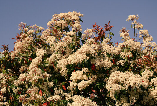 white flowers on tree in Sonoma County, California with Blue Sky