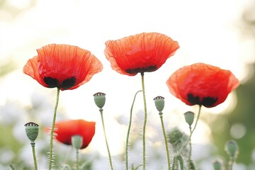 Obraz premium A bouquet of red poppies sitting on a lush green field