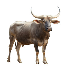 Water buffalo standing calmly in a pasture