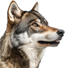 Fototapeta premium Close up of a majestic wolf portrait