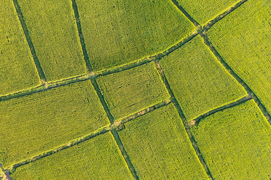 Aerial view of green rice field with geometric patterns