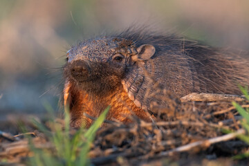 Armadillo in Pampas countryside environment, La Pampa Province, Argentina.