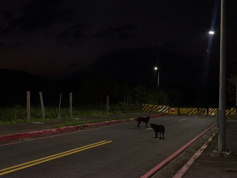 Black street dogs at night in Tamsui, Taiwan