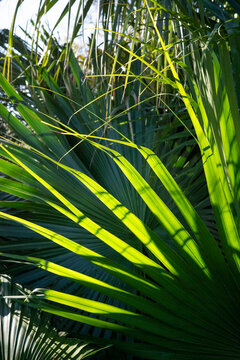 Big green leaves and fronds