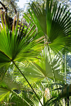 Big green fronds and leaves