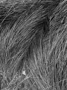 Field of wild meadow grasses, close up