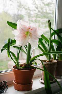Amaryllis flower in a clay cachepot 