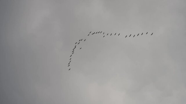 Flock of birds flying in cloudy sky. Concept of birds flying in whirlwind.