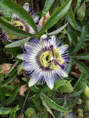 fleur de plante grimpante passiflore