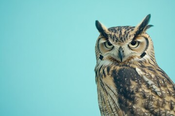 Fototapeta premium Close-up of an owl perched on a blue surface