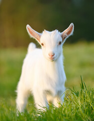 Obraz premium White little goat in sunny green meadow. Farm animal.