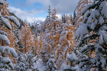 Fresh snowfall on larch trees