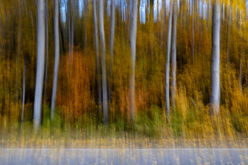 Aspen forest and road abstract