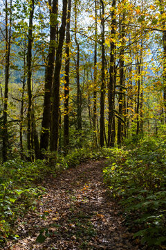 Autumn in the Cascades