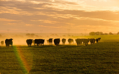 Cows grazing in the field at sunset, in the Pampas plain, Patagonia, Argentina
