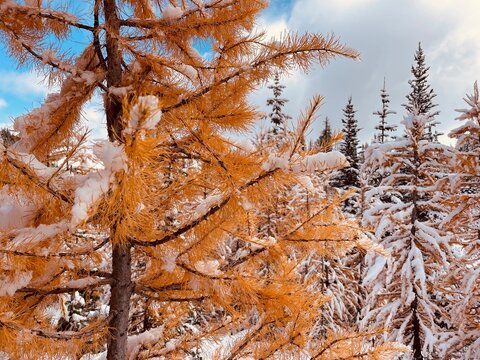 Snow covered Western larch trees