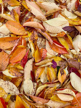 Close up of leaves in autumn