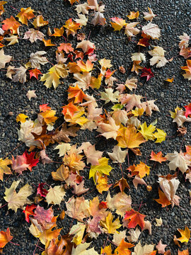 Scattering of maple leaves in autumn