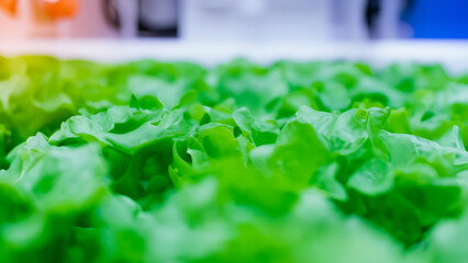 Close-Up of Vibrant Green Vegetables in Research Laboratory