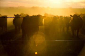 Cows grazing in the field at sunset, in the Pampas plain, Patagonia, Argentina