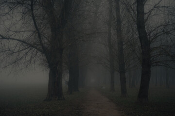 Pathway Through the Foggy Woods
