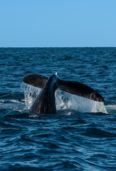 Fototapeta premium Sohutern right whale tail lobtailing, endangered species, Patagonia,Argentina