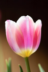 Naklejka premium pink and yellow tulip