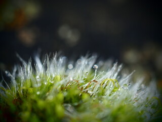 Macro detail of mushroom with dew on stone in natural environment