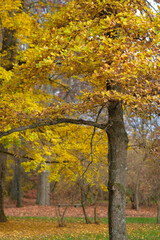 Obraz premium Golden autumn leaves on a tree in a park