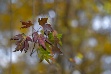 Autumn leaves on a branch showcasing vibrant fall colors
