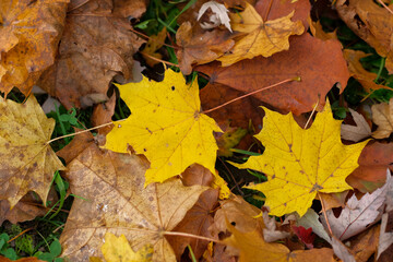 Vibrant yellow and brown autumn leaves scattered on the ground