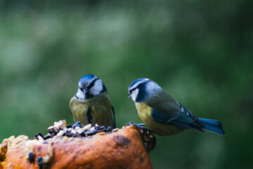 Blue tit on a pumpkin with blurred background