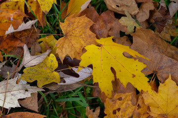 Fallen autumn leaves on the ground showcasing a variety of colors and textures