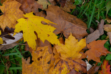 Autumn leaves on the ground vibrant yellows and browns