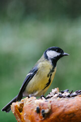 Great tit on a pumpkin with bokeh background