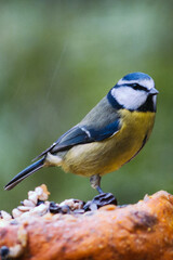 Blue tit on a pumpkin with blurred background