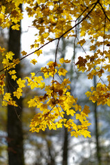 Golden autumn leaves on a tree branch backlit by sunlight