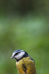 Blue tit with blurred background