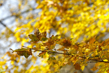 Golden autumn leaves on a branch bathed in sunlight Nature's beauty in fall