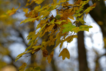 Autumn leaves on a branch yellow and gold colors against a blurred background