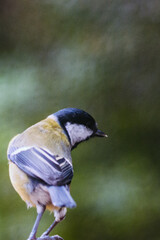 Great tit with blurred background