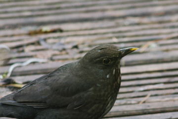 Blackbird in the garden